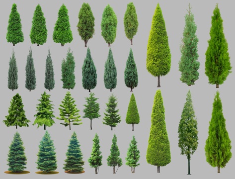 现代水杉树 侧柏 雪松树 龙柏 松柏 云杉树 池杉 针叶树su模型