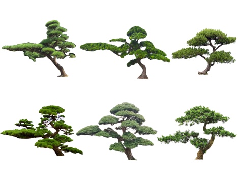 中式罗汉松 黑松 造型松 松树 歪脖子树 景观树 油松造型树su模型