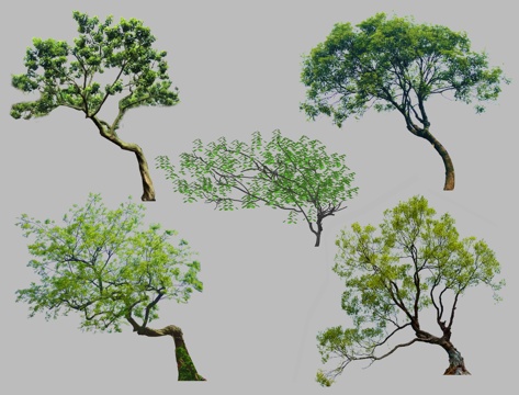 现代歪脖子树 飘枝树 偏冠树 造型树 乌桕树 弯杆植物丛生树su模型