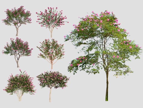 现代紫薇树 丛生紫薇树 造型紫薇树 紫叶树 色叶树 庭院花树su模型
