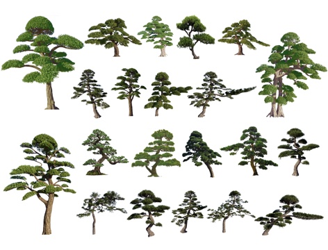 现代黑松 2D罗汉松 造型松 松树 迎客松 油松造型树景观树su模型