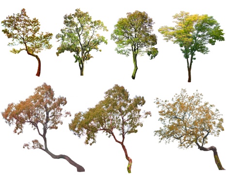 现代乌桕树 造型树 歪脖子树 朴树 丛生树 观赏树 景观树su模型su模型