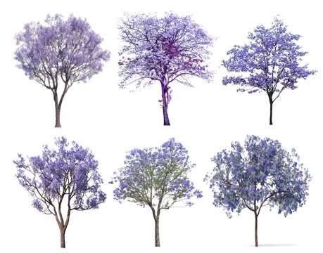 现代蓝花楹 景观树 色叶树 蓝叶树 彩叶树 真实树 行道树su模型