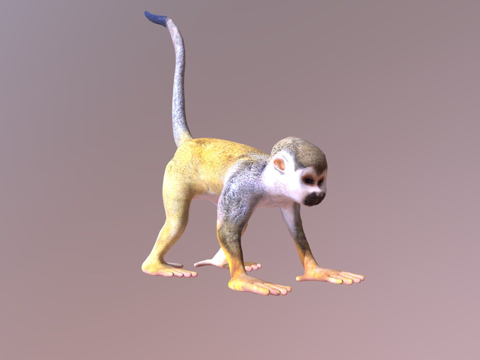 松鼠猴su模型su模型