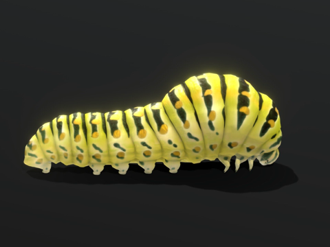 金凤蝶毛毛虫su模型