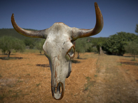 公牛头骨su模型