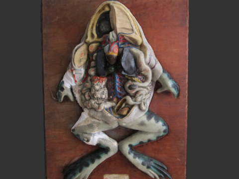 石膏解剖蛙su模型