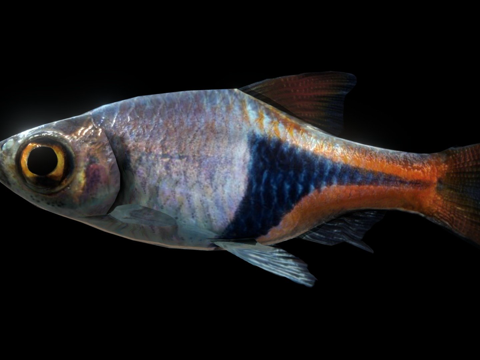 哈里昆波鱼su模型