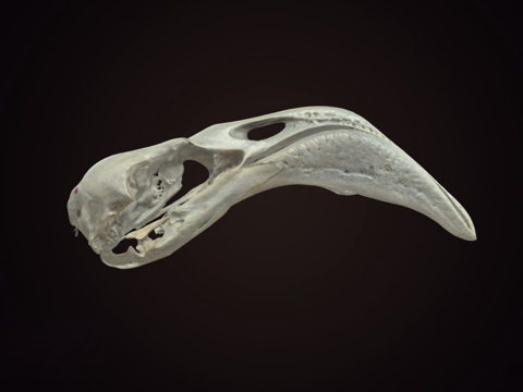 火烈鸟头骨su模型