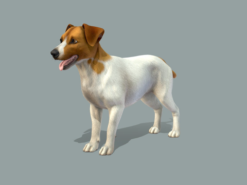 狗-杰克罗素梗犬v2su模型