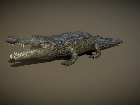 短吻鳄_绑定su模型