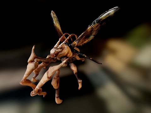 蛾类生物su模型