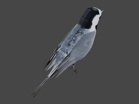 鹡鸰-带动画的鸟su模型