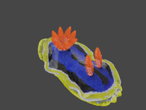 海蛞蝓—安娜多彩海蛞蝓su模型