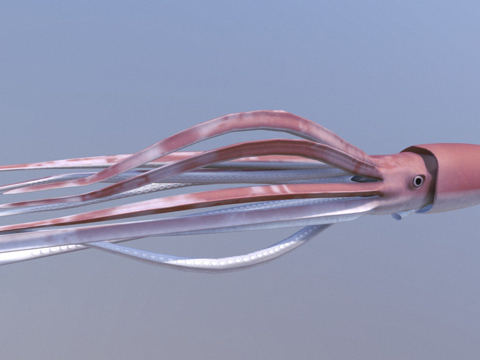 巨型乌贼-带动画su模型