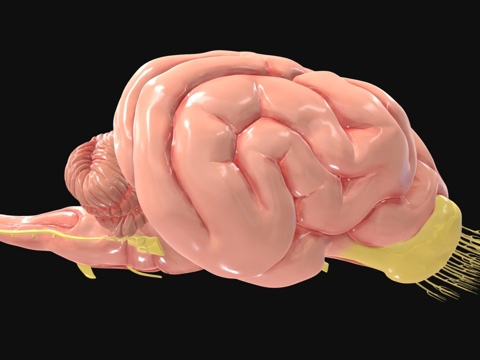 犬颅神经su模型