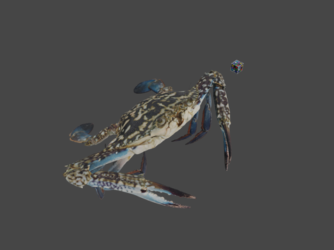 CC0台湾青蟹?♂蓝甘露蟹，P. pelagicussu模型