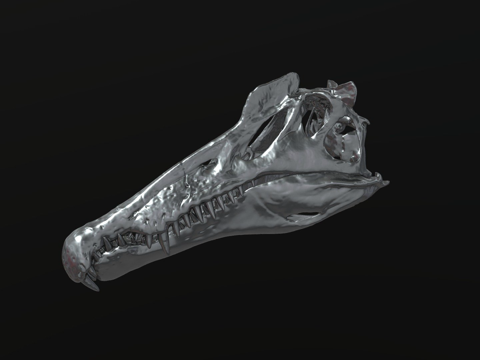 棘龙头骨su模型