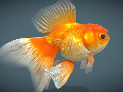 金鱼_品种1su模型