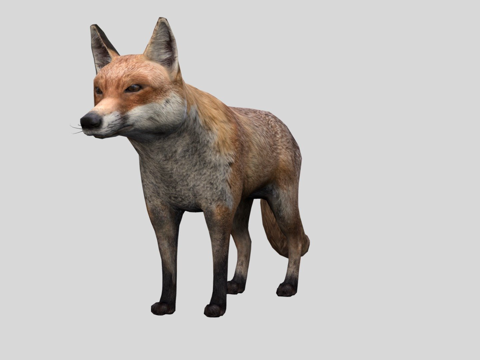 狐狸su模型su模型