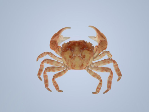 亚洲岸蟹su模型