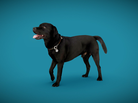 狗A-6之4-拉布拉多su模型