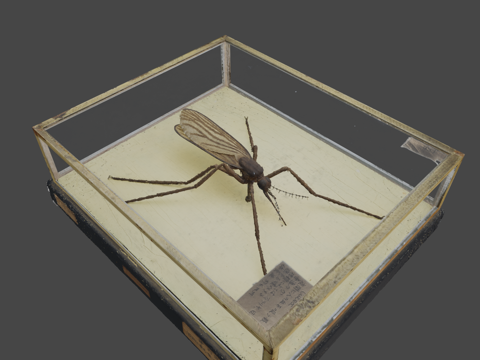 MPM-482红家蚊 蜡模型蚊子蜡模型su模型