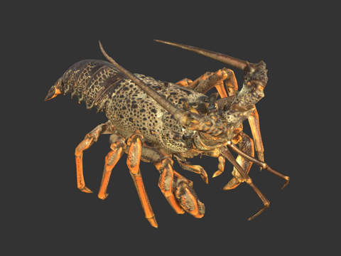 小龙虾-Artec蜘蛛su模型