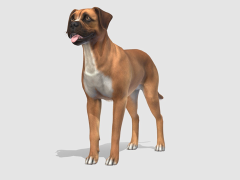 狗-拳师犬su模型