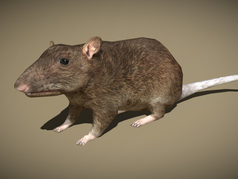 DRT-鸟类与小动物-老鼠su模型