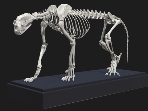 美洲狮骨架su模型