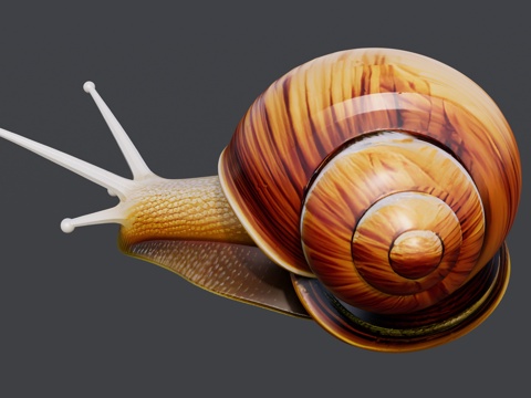 写实蜗牛su模型