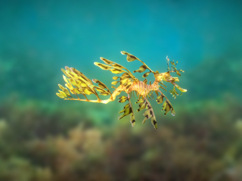 用Smoothie-3D制作的叶海龙su模型