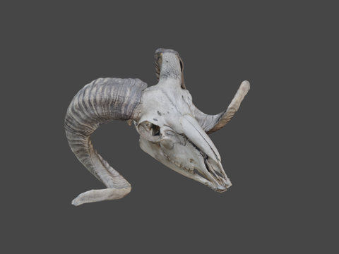 欧洲盘羊头骨su模型