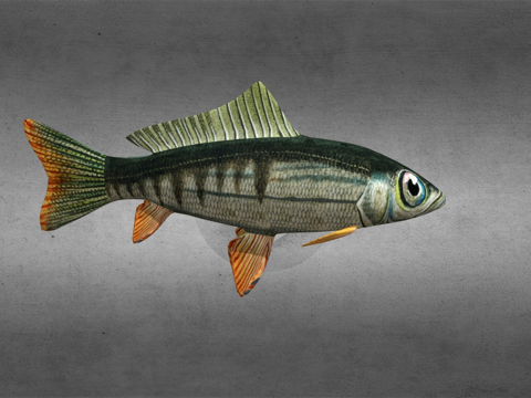 游动的鱼su模型