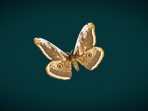 巨型孔雀蛾su模型