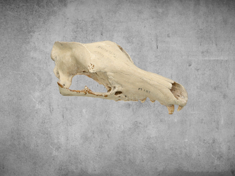 袋狼颅骨su模型