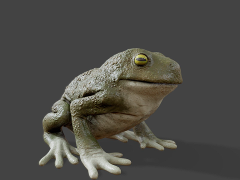 真实青蛙su模型