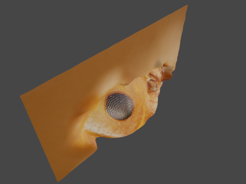 蚂蚁眼睛su模型