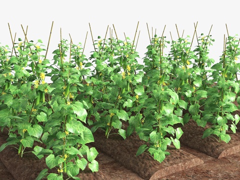 现代菜地 黄瓜 黄瓜种植 现代菜园su模型