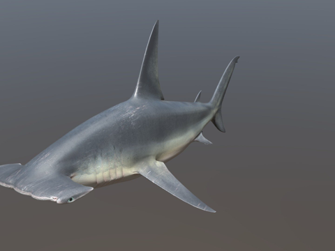 动画大锤头鲨su模型