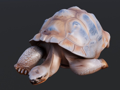 趴在地上睡觉的海龟su模型