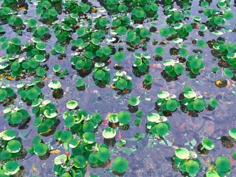 现代锦鲤鱼池荷花 金鱼锦鲤组合 景观水池荷花 睡莲荷叶莲叶su模型