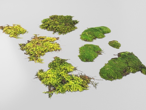 现代苔藓  地面植物su模型