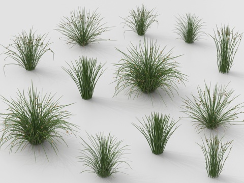 现代风格景观草  植物 芦苇su模型