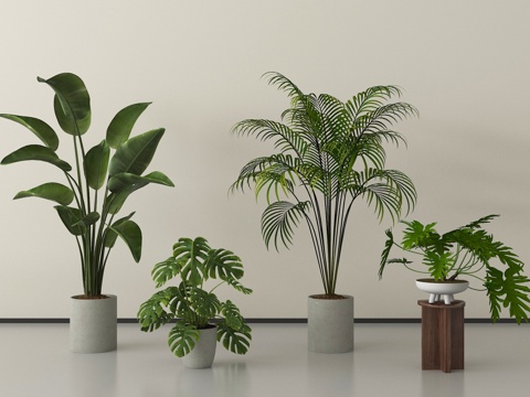 现代盆栽植物   盆栽盆景  绿植盆栽su模型