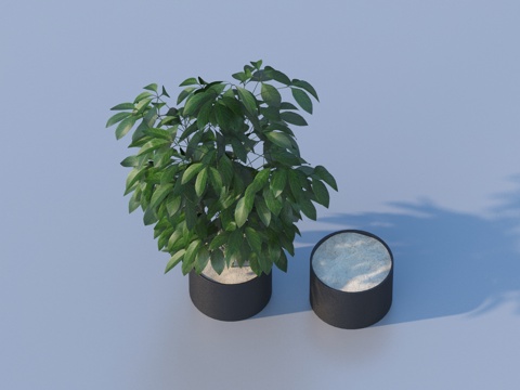  花盆 盆栽 绿植 植物3d模型 