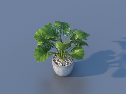  花盆 盆栽 绿植 植物3d模型 