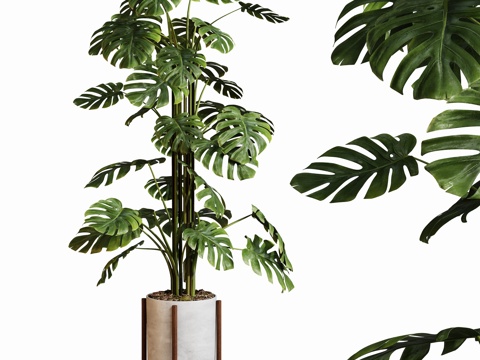 现代盆栽龟背竹su模型