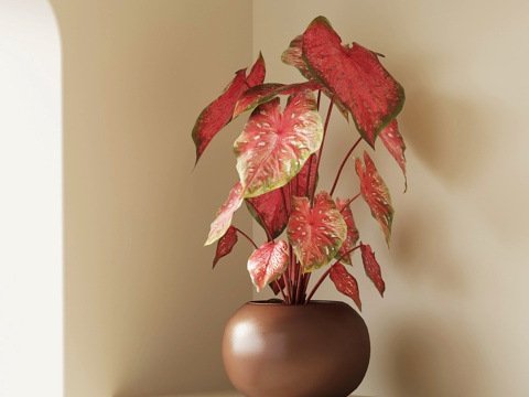 现代绿植 彩叶芋 花叶芋 花卉植物su模型